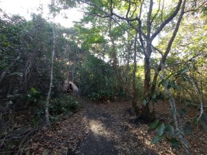 Sitio-Enarmonia_Formação-Reiki_Instituto-SOM_8